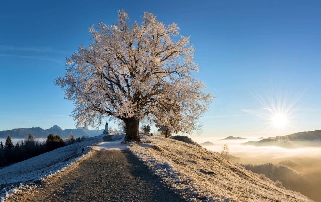 Snowy tree on a hill representing cold leads