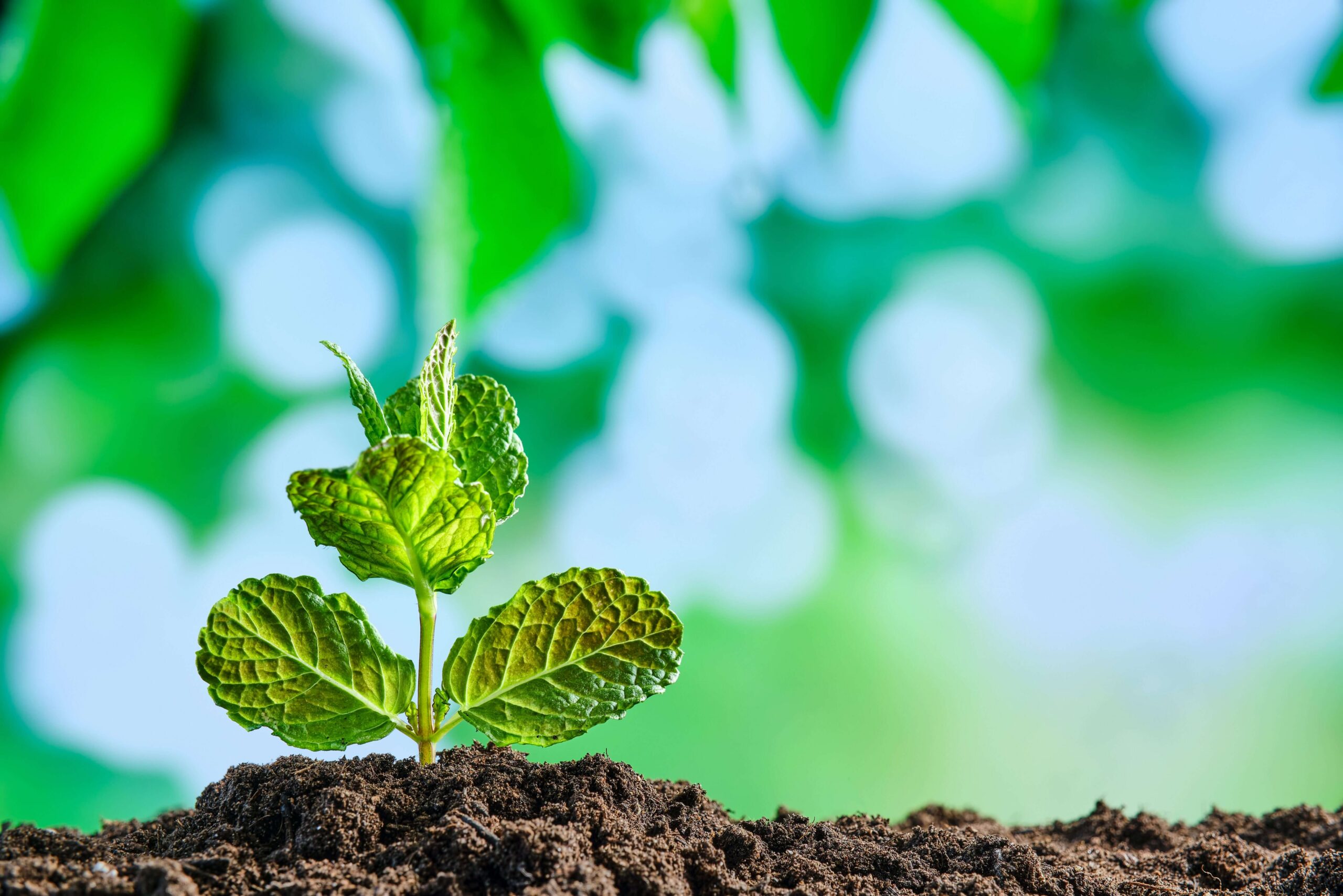 A sprouting plant, representing how lead nurture grows customer trust